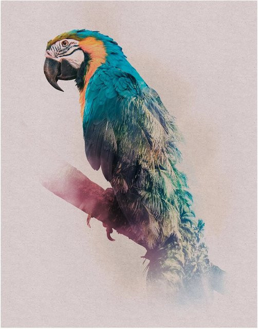 Komar Wandbild Animals Parrot in Multicolor, Breite: 40 cm, Höhe: 50 cm - Bild 1