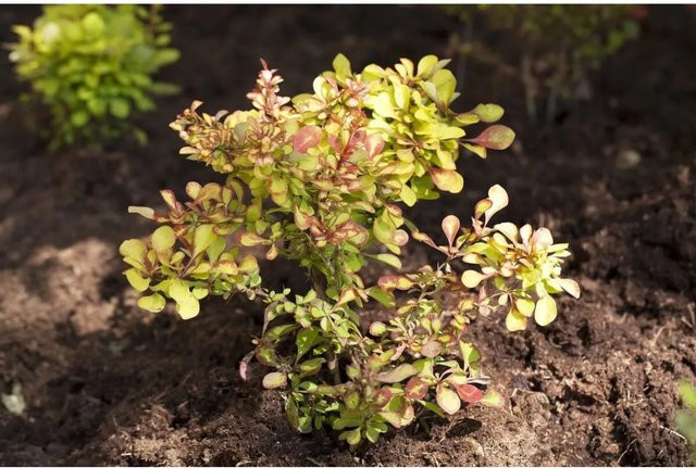 Berberis thunbergii Zierstrauch als Heckenpflanze für den Garten, Höhe: 100-125 cm - Bild 1
