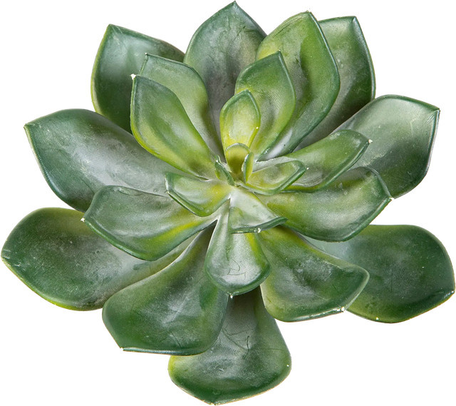 Künstliche Echeveria Sukkulente Hanna von Aplanta, Höhe: 15 cm - Bild 1