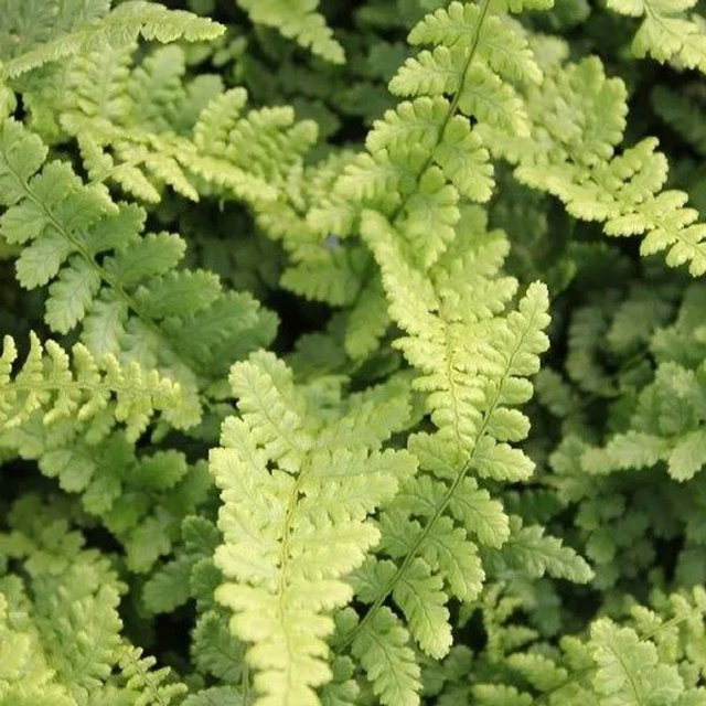 6er Set Arborix Goldschuppenfarn Pinderi Dryopteris affinis, winterharte Gartenstaude im 9cm Topf, grün - Bild 1