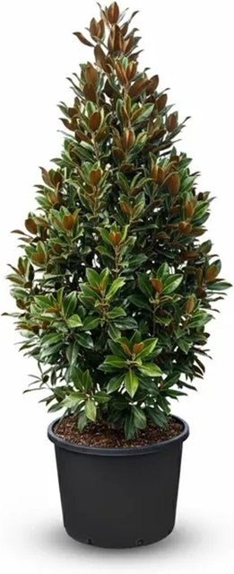 Sunny-Tree Magnolia Grandiflora Magnolienbaum mit weißen Blüten, winterhart, Höhe: 240 cm - Bild 1