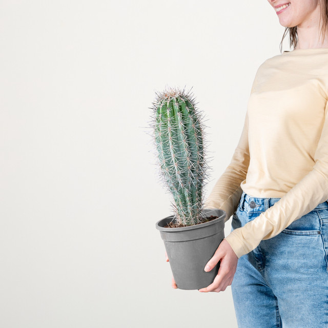 Säulenkaktus Pachycereus Pringlei M von BLUME2000, grüne Sukkulente für sonnige Standorte in Wohnzimmer oder Wintergarten, Höhe: 30 cm - Bild 1