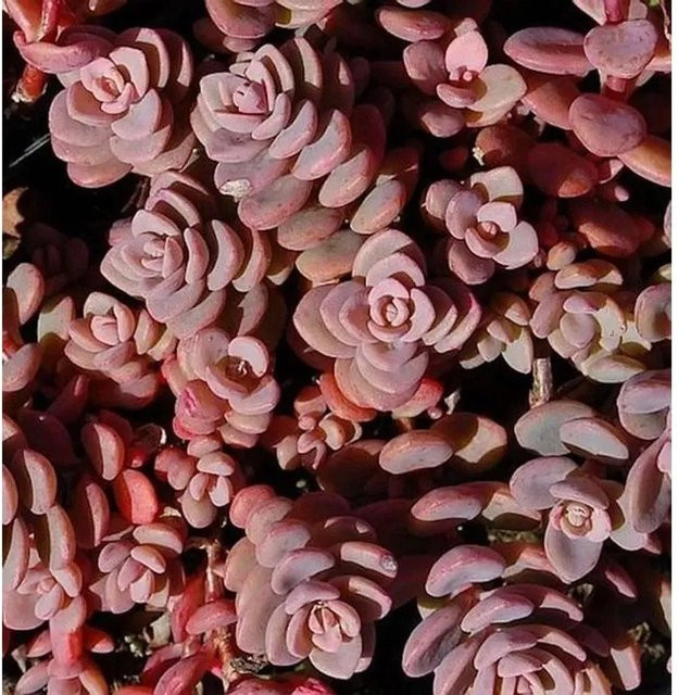 Sedum cyaneum Fetthenne Rosenteppich in Pink als Bodendecker für den Garten - Bild 1
