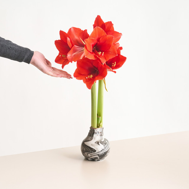 Amaryllis in Wachs von BLUME2000 in Weiß und Schwarz als Tischdeko - Bild 1