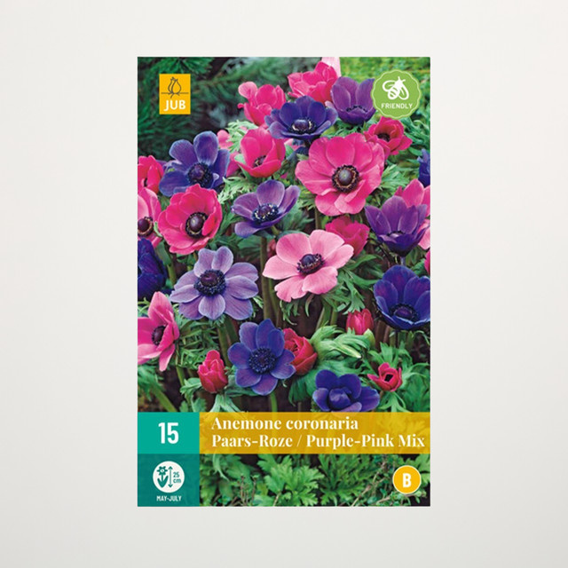 Anemonen Pink-Purple Mix mit 15 Knollen von BLUME2000 - Bild 1