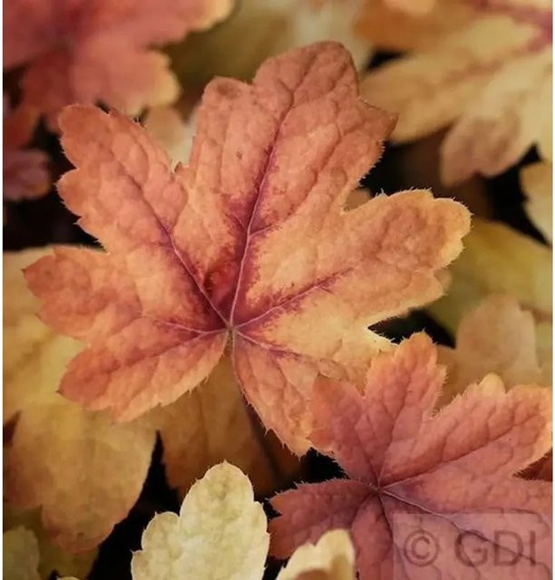 Heucherella tiarelloides Sweet Tea Purpurglöckchen mehrjährige Bodendecker Pflanze multicolor - Bild 1
