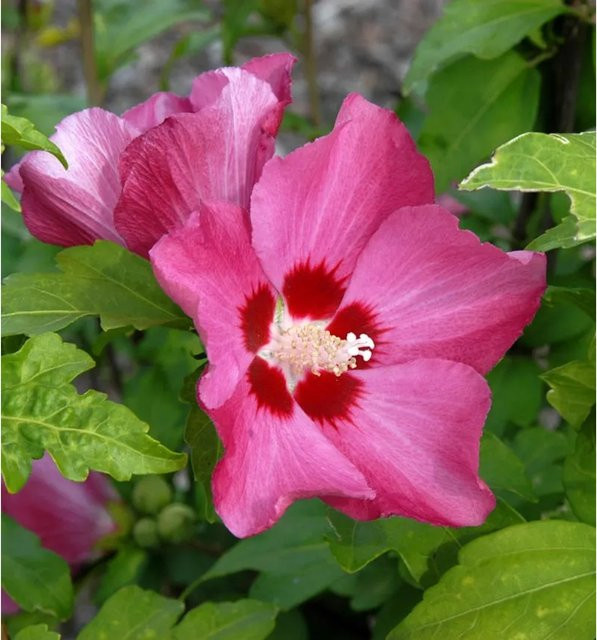 Hibiscus Woodbridge Hochstamm Eibisch Zierstrauch in Pink und Rot, Höhe: 80-100 cm - Bild 1