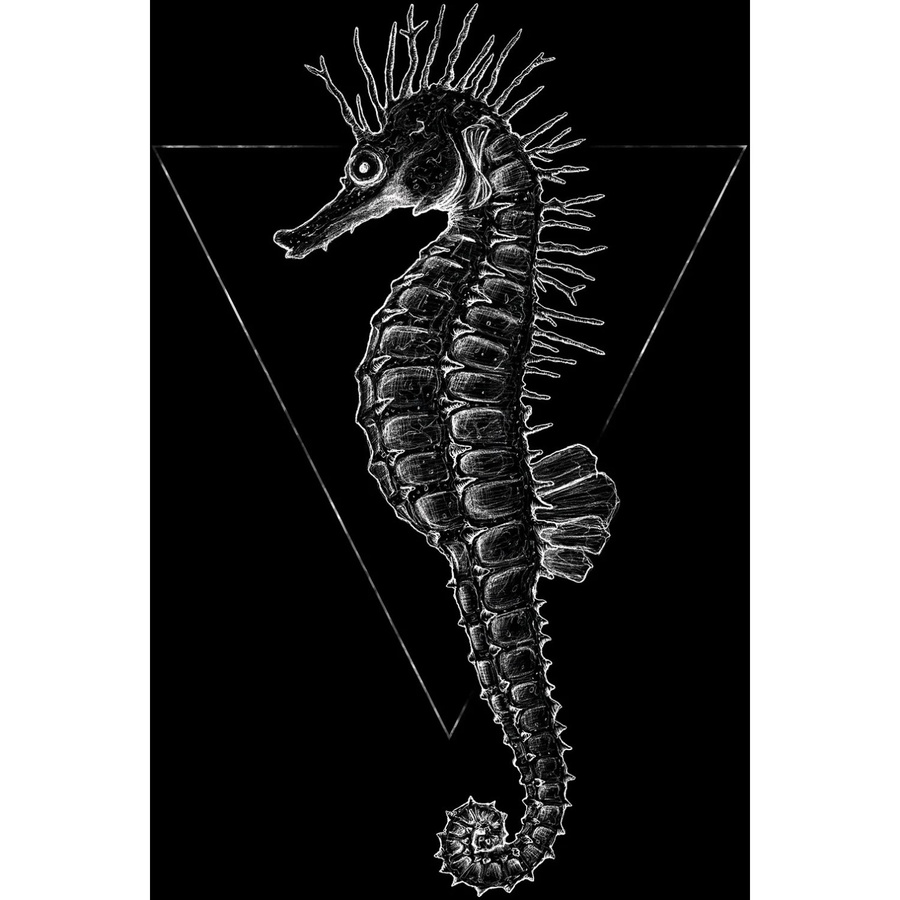 Komar Wandbild Sea Horse in Schwarz, B: 30 cm, H: 40 cm - Bild 2