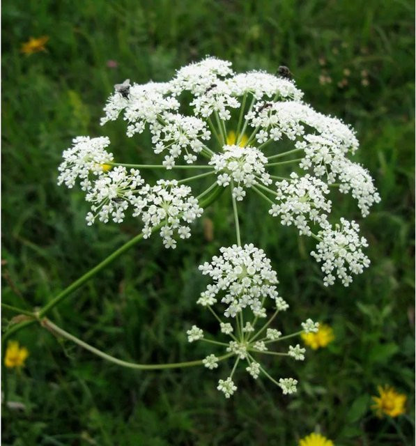 Berg-Haarstrang Peucedanum oreoselinum weiße Blüte als mehrjährige Gartenpflanze im Topf - Bild 1