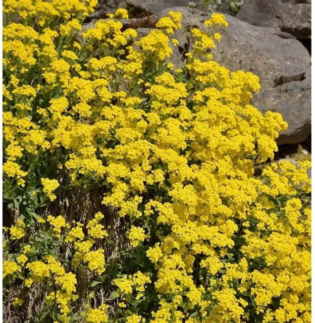 Aurinia saxatile Felsen-Steinkraut gelbe Staude für die Begrünung von Mauern und Dächern von Nr-01.de - Bild 1