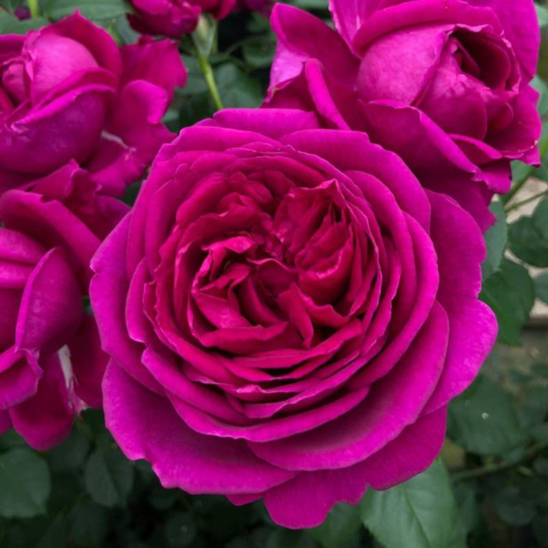 Parfum de Nature Edelrose Für Elise in Violett als florale Dekoration - Bild 1