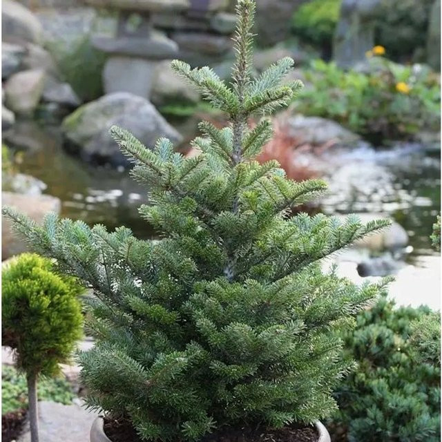 Abies koreana Koreatanne Molli Koniferenstrauch in Grün, Höhe: 80-100 cm - Bild 1