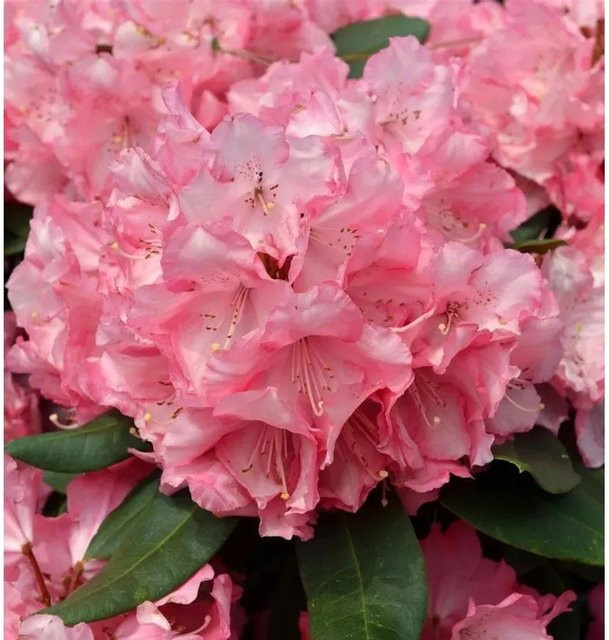 INKARHO Rhododendron Romilda Alpenrose, großblumiger Zierstrauch in Pink, 40-50 cm - Bild 1