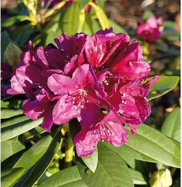Großblumiger Rhododendron Polarnacht Alpenrose in Lila, 30-40 cm Höhe - Bild 1