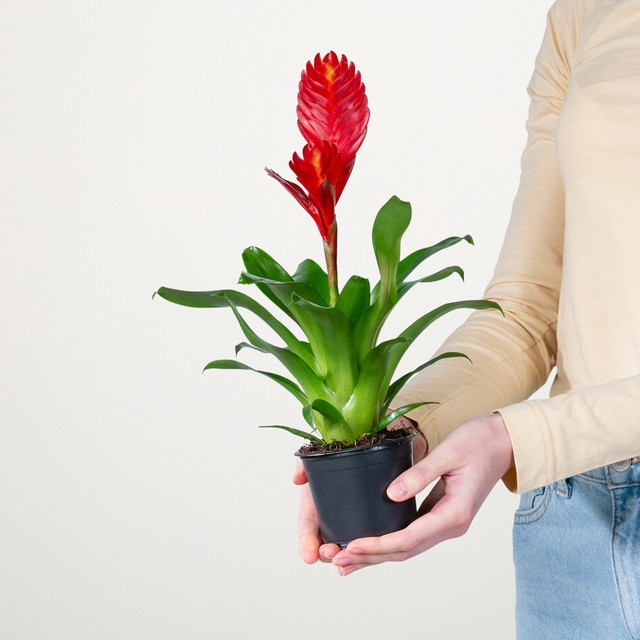 Vriesea Christiane Zimmerpflanze von BLUME2000 in Rot und Mehrfarbig - Bild 1
