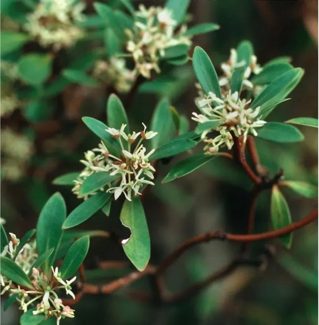 Tasmanischer Bergpfeffer Drimys lanceolata als grüne Gartenpflanze (Strauch) - Bild 1