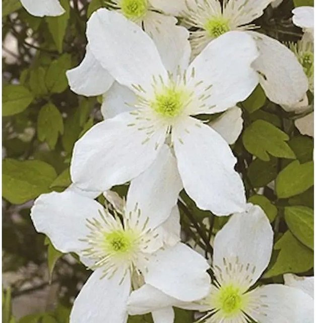 Clematis Early Sensation Duftende Waldrebe in Weiß, Höhe: 40-60 cm - Bild 1
