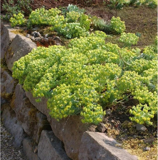 Walzen Wolfsmilch Euphorbia myrsinites als grüne mehrjährige Bodendecker-Pflanze für den Garten - Bild 1
