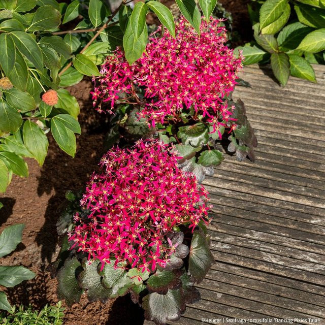 Steinbrech Dancing Pixies Taja in Rot als winterharte Staude für deinen Garten und Balkon - Bild 1
