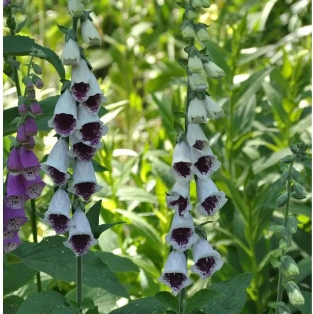 Fingerhut Pams Choice Digitalis purpurea lila Staude - Bild 1