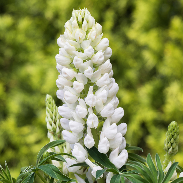 BIO Lupine Gallery Weiß von BLUME2000, 3 Stück pflegeleichte Gartenstauden - Bild 1