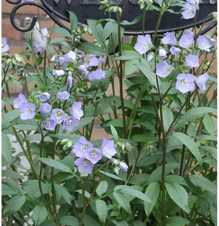 Polemonium reptans Jakobsleiter als mehrjährige Pflanze in Blau von Nr-01.de
