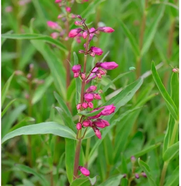 Penstemon cultorum Bartfaden Midnight - Mehrjährige Beetpflanze für deinen Garten - Bild 1