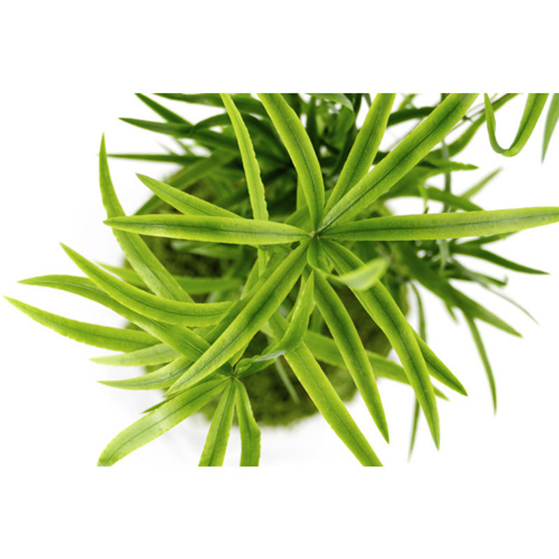 Kibonu Sichelblättriger Zierspargel Asparagus falcatus, Grün, Topfpflanze - Bild 2
