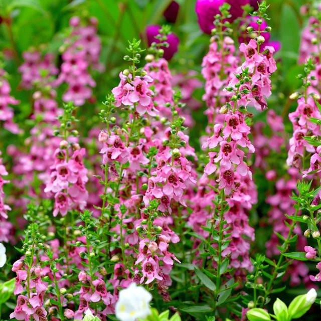 Angelonia Engelsgesicht in Rosa als Beetpflanze für Sommer und Herbst - Bild 1
