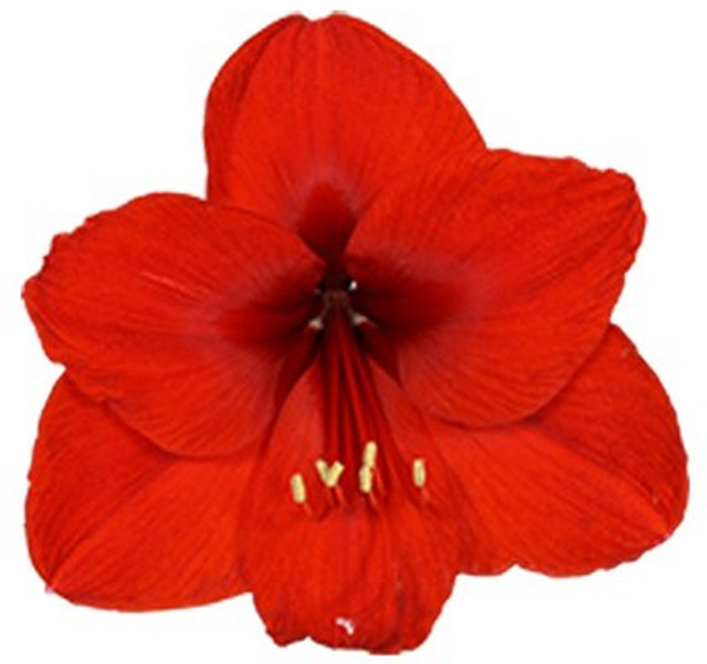 Amaryllis Royal Red rote Zierblume von BLUME2000 - Bild 1