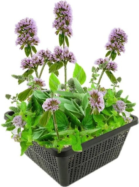 Vdvelde Wasserminze Mentha aquatica für den Teich, duftend, essbar, winterhart und bienenfreundlich, 9 Stück - Bild 1
