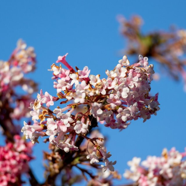 Winterschneeball Dawn Viburnum als Zierstrauch in Rosa von Mein schöner Garten Shop - Bild 1