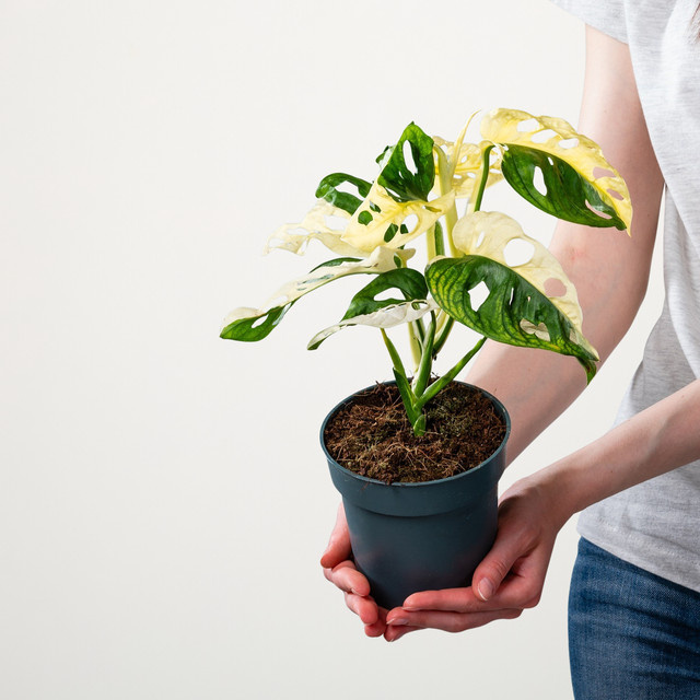 Monstera obliqua Variegata Zimmerpflanze von BLUME2000 in Grün, Weiß und Gelb - Bild 1