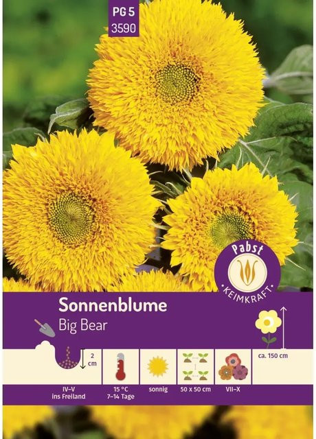 Pabst Keimkraft Sonnenblume Big Bear Saatgut - Bild 1