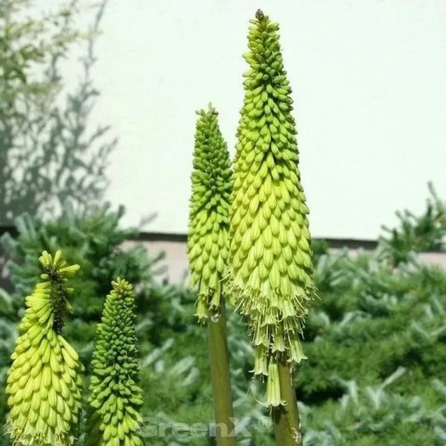 Kniphofia Limelight Fackellilie gelb als mehrjährige Beetpflanze von Nr-01.de - Bild 1