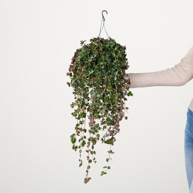 Pilea Depressa Zimmerpflanze von BLUME2000, Grün, Hängepflanze für halbschattige Standorte - Bild 1