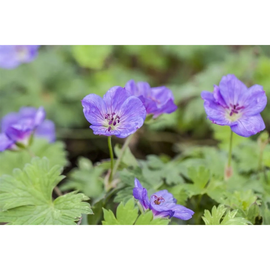 Geranium Wallichianum Rozanne Storchschnabel als mehrjährige Gartenpflanze in Blau und Violett, Topfgröße: 11 x 11 cm - Bild 2