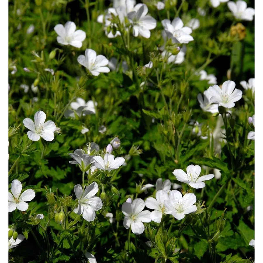 Brauner Storchenschnabel Geranium phaeum als mehrjährige Gartenpflanze für Steingärten und Naturgärten - Bild 1