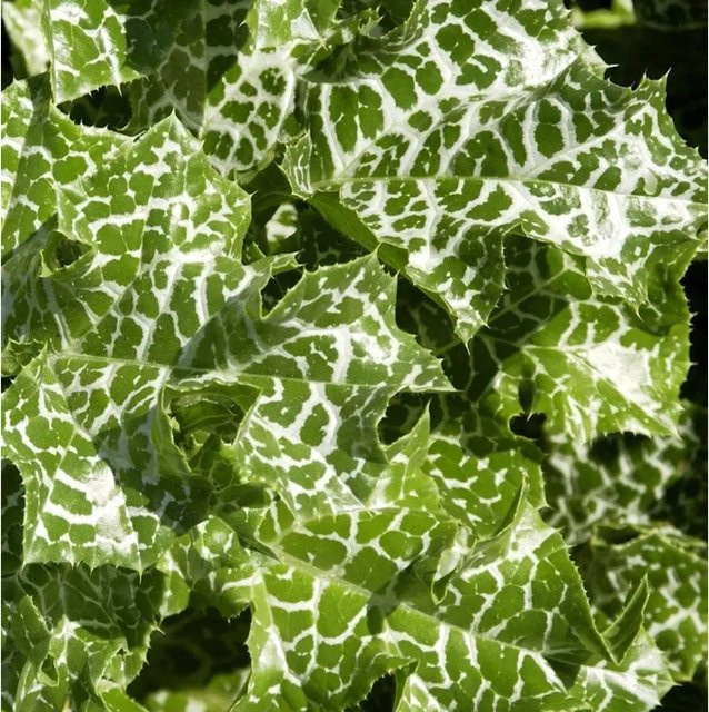 Mariendistel Silybum marianum als grüne Gartenstaude für den Außenbereich - Bild 1