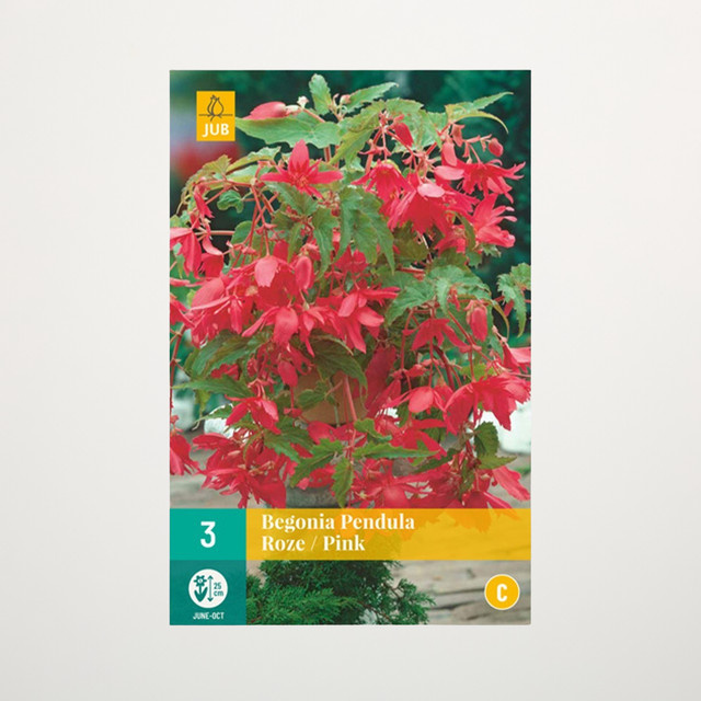 Hänge-Begonie Pendula pink von BLUME2000, 3 Knollen - Bild 1