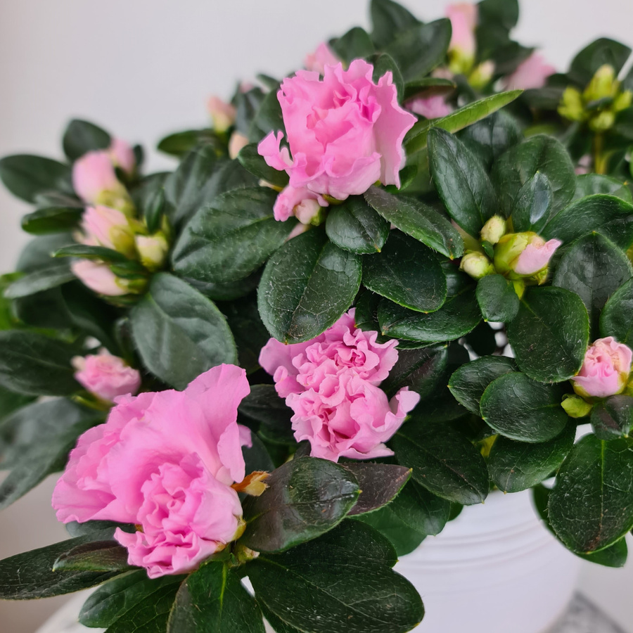 Blühende Azalee im Keramiktopf in Pink von Blumenversand Edelweiß - Bild 3