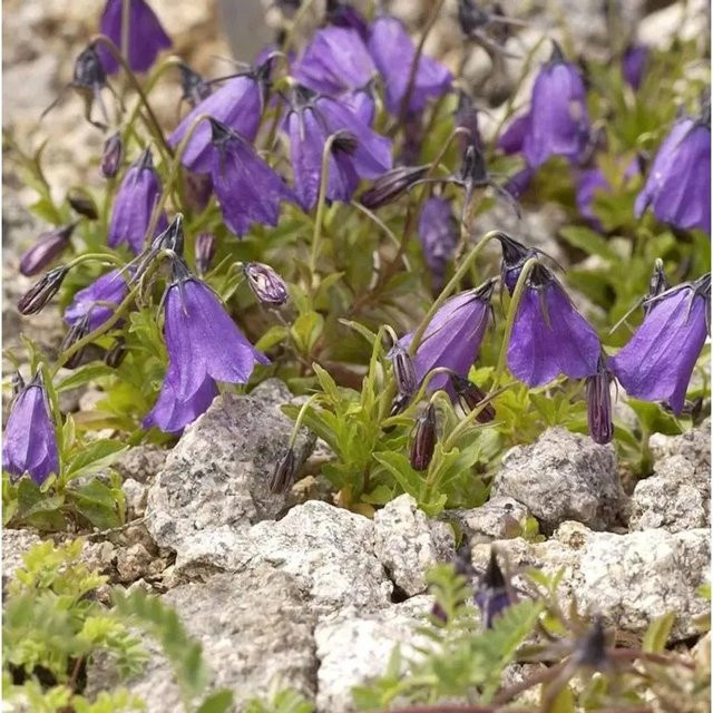 Campanula pulla Dunkle Glockenblume lila Stauden von Nr-01.de - Bild 1