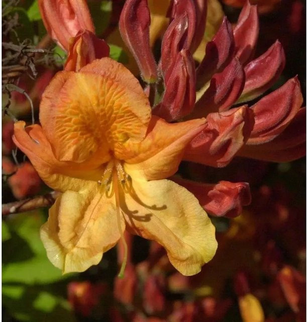 Azalee Sunte Nectarine Rhododendron luteum Alpenrose Höhe: 50-60 cm - Bild 1