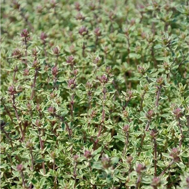 Echter Zitronen-Thymian Lemon Thymus citriodorus Gewürzpflanze in grünem Topf - Bild 1