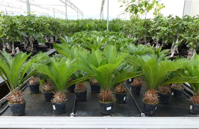 Cycas Revoluta Palmfarn Sagopalme für innen und außen, Höhe: 60 cm - Bild 1