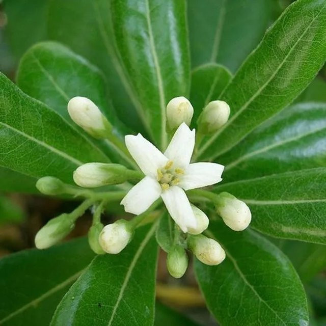 Arborix Pittosporum Nanum Pittosporum tobira Immergrüner Zierstrauch im Container, Höhe: 25 bis 30 cm - Bild 1