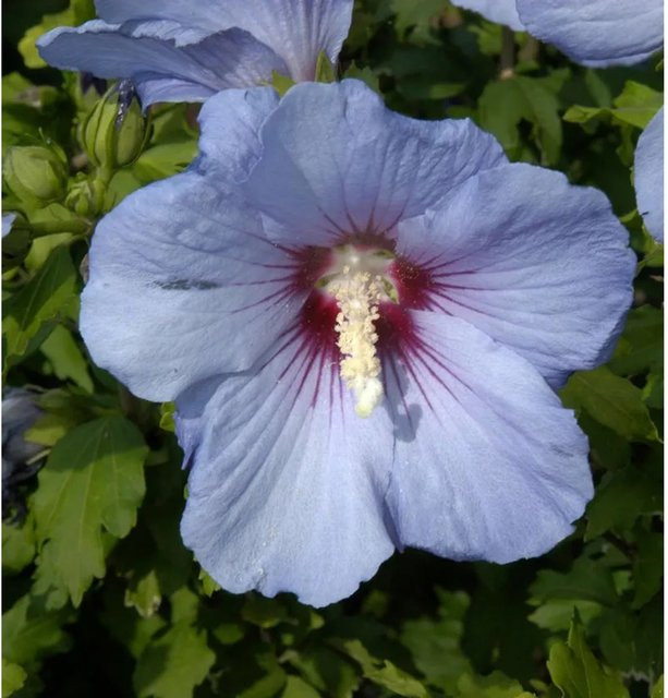 Hibiscus syriacus Garteneibisch Oiseau Bleu von Nr-01.de, mehrjährige blaue Gartenpflanze - Bild 1