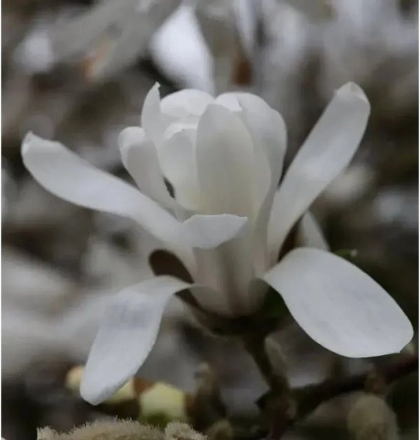 Kleine Sternmagnolie Magnolia stellata weiß, Strauch für den Garten, Höhe: 80-100 cm - Bild 1