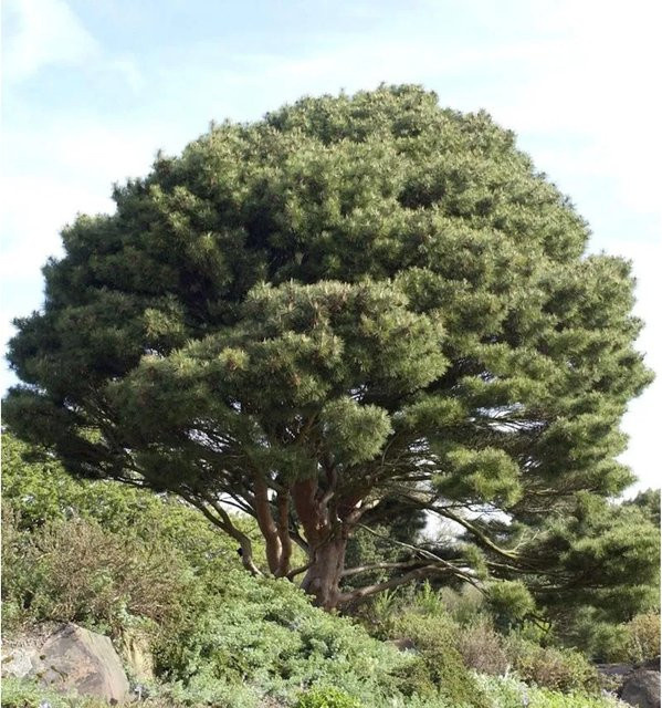 Japanische Strauchkiefer Pinus densiflora als grüne Konifere von Die Nr-01.de, Höhe: 30-40 cm - Bild 1
