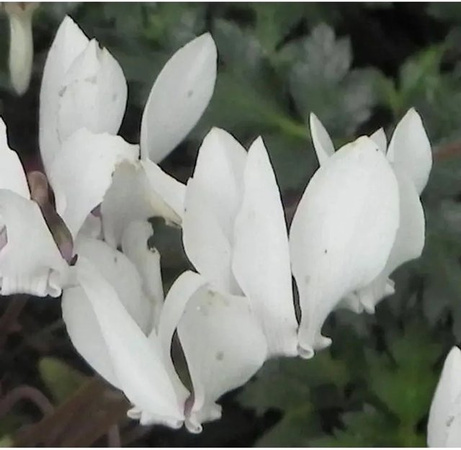 Cyclamen coum Alpenveilchen als winterharte Staude für Steingärten und Unterpflanzungen von Nr-01.de
